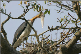 Greater Adjutant Stork on the nest