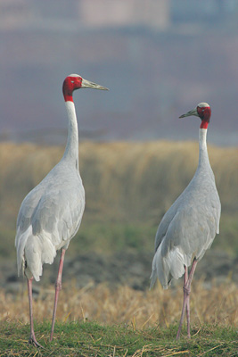 Sarus Cranes
